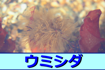 Thumbnail of post image 104